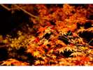 鎌倉 長谷寺の紅葉