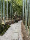 鎌倉 報国寺 竹林