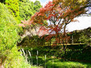 慈眼寺公園の紅葉 写真協力: 鹿児島観光コンベンション協会