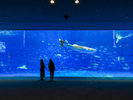 いおワールドかごしま水族館の黒潮大水槽写真協力:鹿児島市