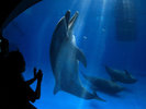 イルカ(地下2階出会いの海空間)写真協力:かごしま水族館