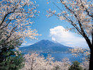 桜の中の桜島 写真協力: K.P.V.B