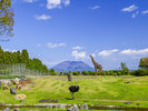 平川動物公園のアフリカの草原ゾーン 写真協力:鹿児島市