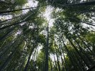 リゾート内の竹林ではたけのこ堀りができます(有料)