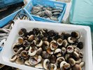 漁港でとれたつべた貝はホテルBBQにご提供させていただいております