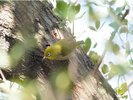 めじろなどの野鳥がたくさんいます☆