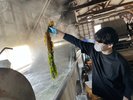 わかめの収穫見学(有料)