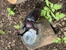 カブトムシハウスにはたくさんのカブトムシが生息しています☆