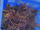 地元で水揚げされた伊勢海老を使用した自慢の料理をお楽しみいただけます☆