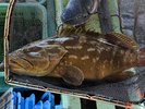 地元で水揚げされたクエを使用した自慢の料理をお楽しみいただけます☆