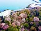 ポンツーンボートからの海上お花見(イメージ)