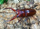 お子様も大人もワクワクのクワガタ・カブトムシのナイトツアー!