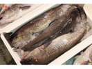 冬の味覚タラ 白子も絶品