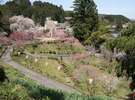 湯田川温泉梅林公園(3月下旬〜4月中旬)
