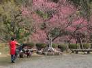 湯田川温泉梅林公園(3月下旬〜4月中旬)