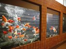 大浴場「川の湯」金魚風呂