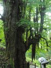 由豆佐売神社の乳いちょう