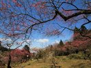 湯田川温泉梅林公園(3月下旬〜4月中旬)