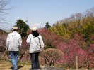 湯田川温泉梅林公園(3月下旬〜4月中旬)