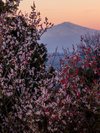 湯田川温泉梅林公園(3月下旬〜4月中旬)