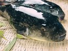 とらふく