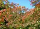 天城の紅葉も綺麗です!