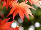秋には紅葉も楽しめます