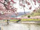 河津桜、毎年2月〜3月に見ごろを迎えます