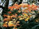 天城の紅葉。