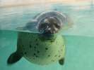 下田海中水族館、アザラシ。お子様連れ・カップルにおススメスポットです。