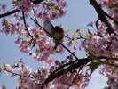 河津桜まつり