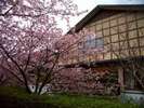 河津桜と温泉会館。季節になると、お花見露天が楽しめます。