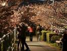 桜祭りは夜桜も楽しめます。