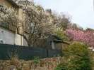 2月は「梅」と「河津桜」が同時に咲きます。