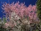 土肥桜