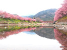 河津桜