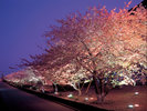 河津桜ライトアップ