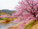 河津桜