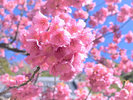 日本で最も早咲きの土肥桜