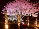 土肥桜ライトアップ