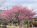土肥桜まつり開催!