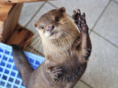 下田海中水族館のカワウソ