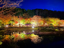 修善寺虹の郷の紅葉ライトアップ