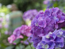 下田紫陽花@