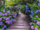 下田紫陽花A