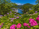 下田紫陽花B