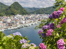 下田紫陽花D
