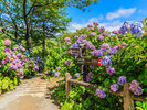 下田紫陽花E