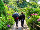 下田紫陽花H
