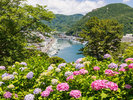 下田紫陽花